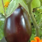 2nd Eggplant!