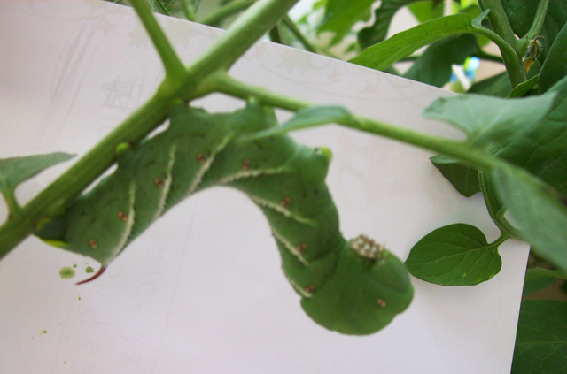 tomato horn worms