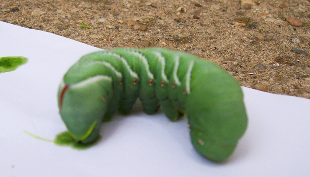 download tomato horn worms