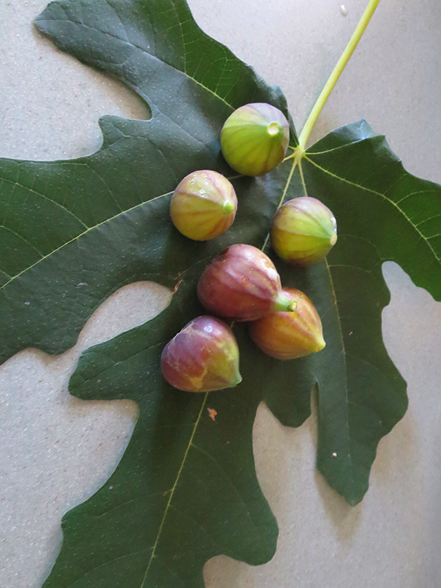 Fran's Figs