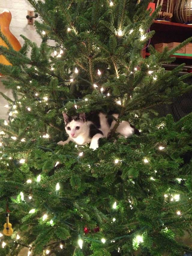 Cat Christmas