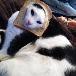 Cat Breading