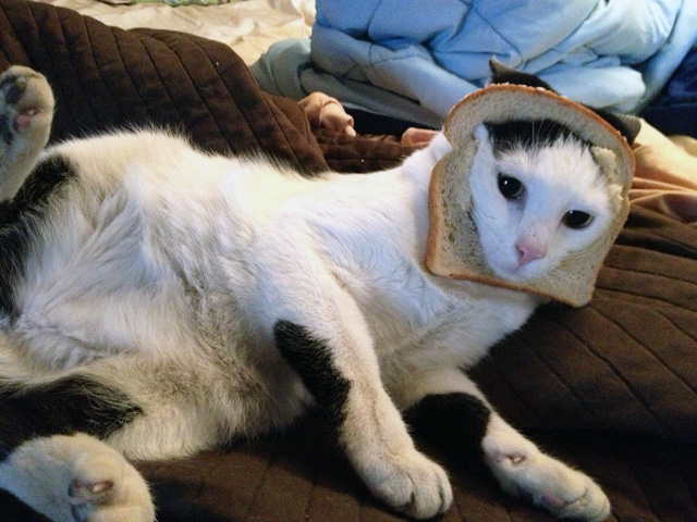 breaded cats