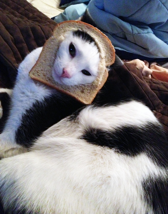 My cat loves outlet bread