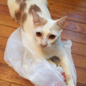 rescure-cat-nyc-tnr