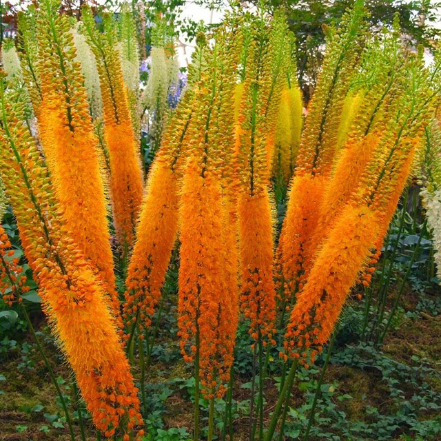 foxtail-lily