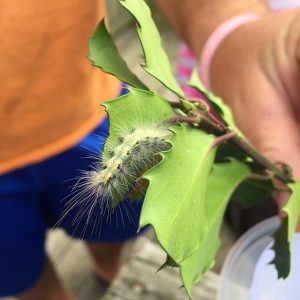 Caterpillar fall webworm 1