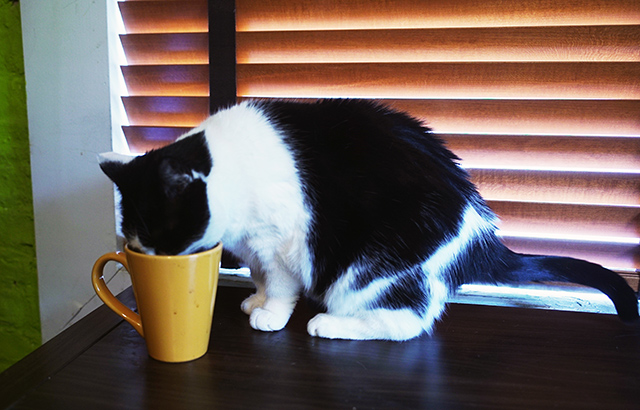 Pickle-enjoying-a-cup!