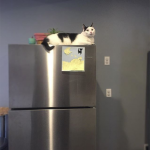 cat on refrigerator