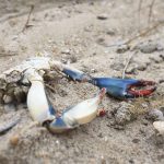 blue crab rockaway beach