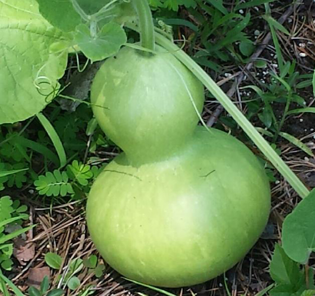 This is the oldest known gourd, the bottle gourd. I’ve seen them in KeyFood recently. Can you believe this fruit was unearthed in archaeological sites in Peru and also available in KeyFood__
