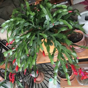 The Christmas Cactus ready to bloom