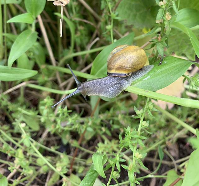 common land snail