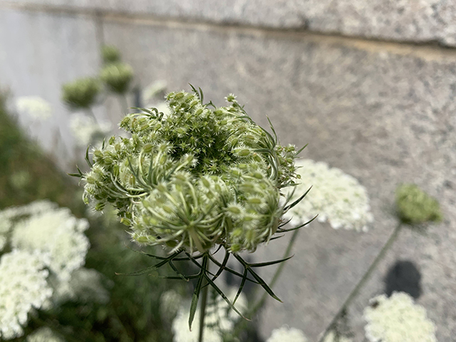 Queen Anne's Lace growing by the 100th Precinct