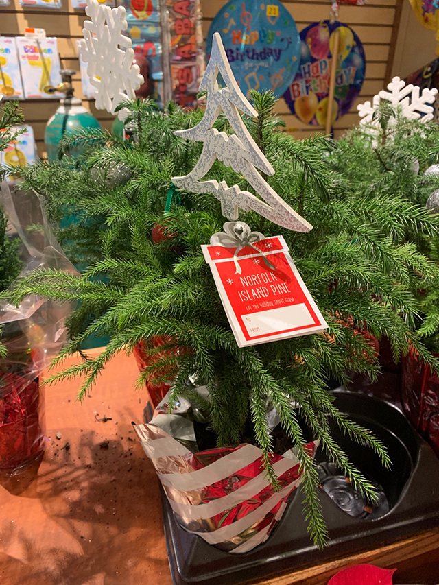After receiving this plant follow my care instruction in this article. Remove it’s decorations after the holiday to reveal a beautiful living tree in need of your attention
