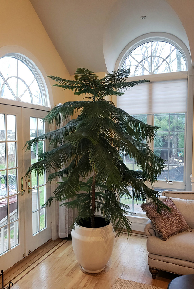 This is my sister Natalie's Norfolk Pine at a towering 10 feet tall!