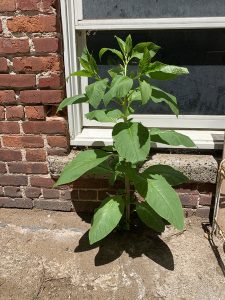 Pokeweed growing out of concrete