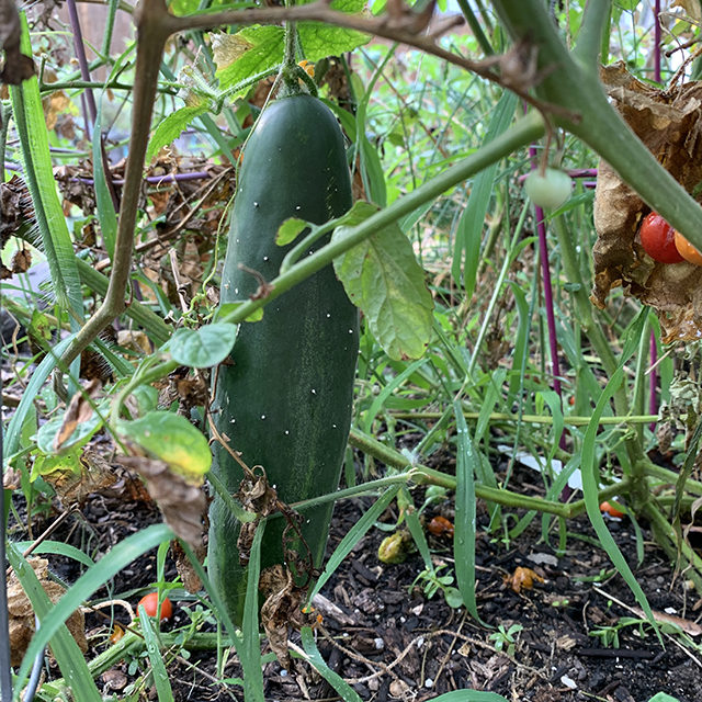 Cucumber Plant