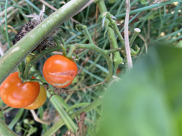 example of a split tomato