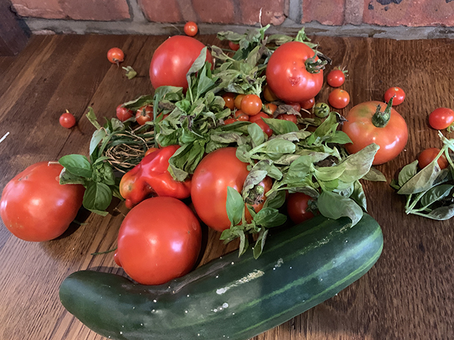 my garden is producing many tomatoes every day!