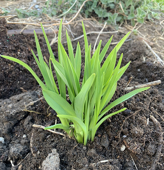 Transplanting daylilies