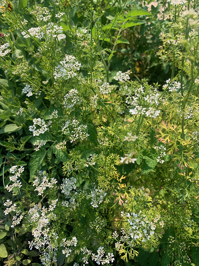 Deadhead-flowers-on-all-herbs