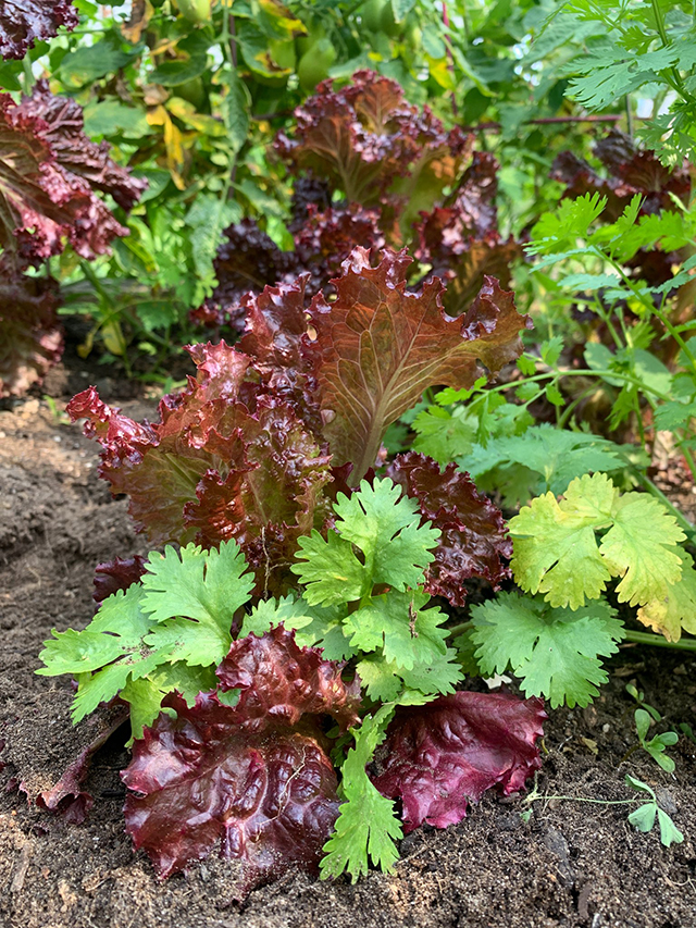 Red-lettuce-and-cilantro-growing-side-by-side