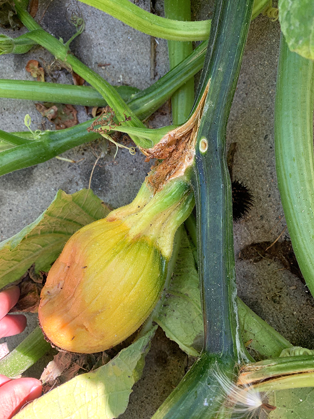 squash gourd or pumkin, Identification help?