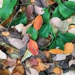 Fallen-leaves-over-winter-provide-an-ecosystem-for-important-insects-such-as-bumblebees