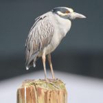 A-Heron-perched-at-Jamaica-Bay-spring-2020.-Photo-by-Bridget-Klapinski-768x868