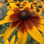 Detail-of-a-Black-Eyed-Susan-with-striking-burnt-orange-two-toned-pedals.-1536x2048