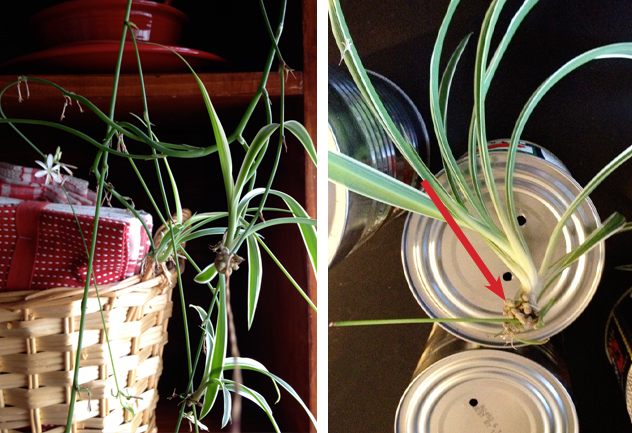 Clipping off the Baby Spider Plant
