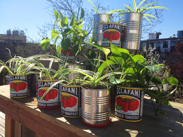 DIY planters - Sclafani can