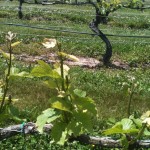 A Vine at Pellegrino Vineyards
