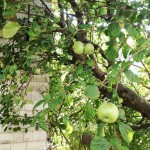 Apple Tree - Rockaway Queens