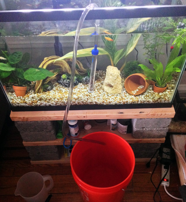 dirty aquarium water – great for plants!