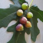 figs-glorifiedtomato-3
