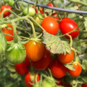 tomatoes-rockaway