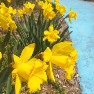 daffodils-rockaway