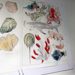Illustrations-in-the-exhibit-by-Valentina-Gallup