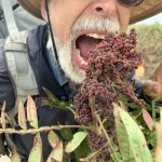 Wildman Steve Brill ready to sample the bitter Winged Sumac. Make pink lemonade with this plant!