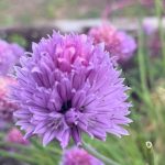 chives 3