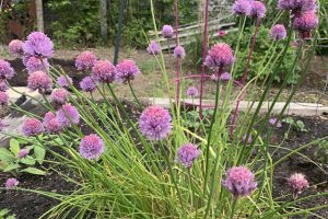 chives 4