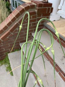 Cut of the garlic scapes and use them in a meal. The flavor is more mild then a clove