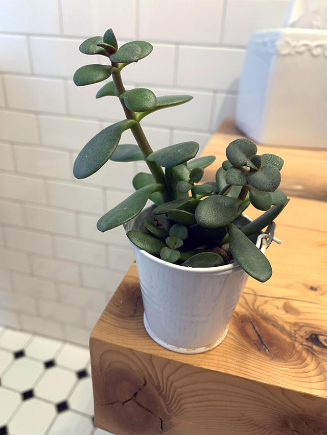 My friend’s Alex and Chirs gave succulents as their wedding favor. I’ve managed to keep this one thriving for almost two years