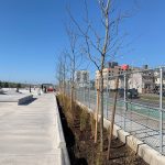 New trees planted at the Beach 91st St. skate park