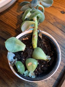 Successful propagation with practically no effort!