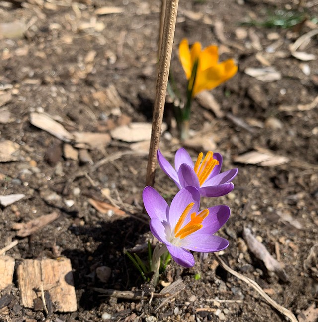 Crocuses are the first sign of spring