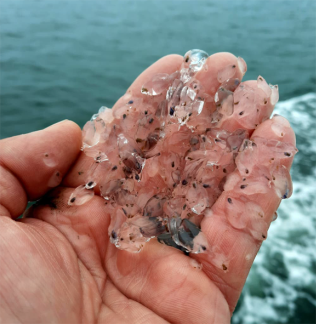 Sea Salps Photo via instagram fishguyphotos (1)