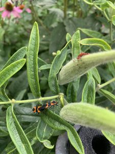 Large milkweed bugs in mating position